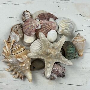 shells